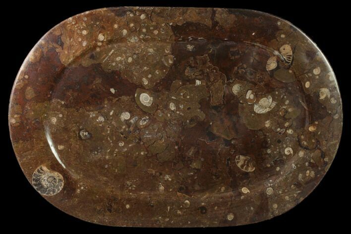 Fossil Orthoceras & Goniatite Oval Plate - Stoneware #133581